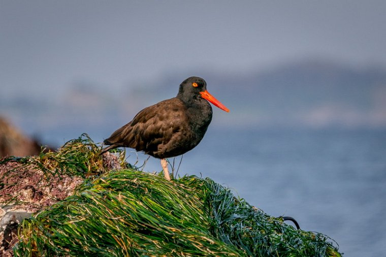 016 Sitka, noord-amerikaanse scholekster.jpg